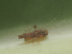 Platnickina