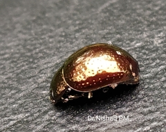 Chrysolinina