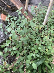 Parietaria judaica