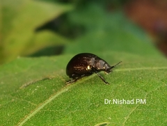 Chrysolinina