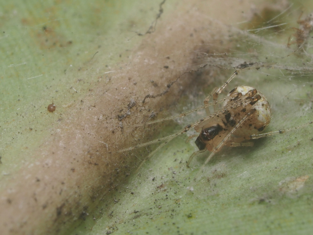 Platnickina xianfengensis