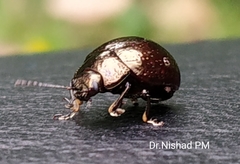 Chrysolinina