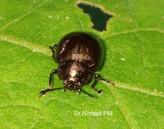 Chrysolinina