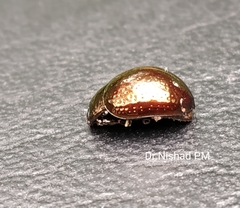 Chrysolinina