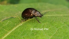 Chrysolinina