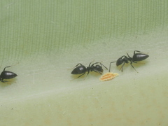 Formicidae