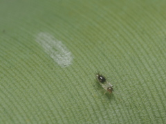 Insecta