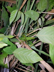 Austrosalomona destructor