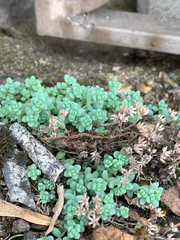 Sedum dasyphyllum