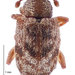 Praolepra - Photo (c) Landcare Research New Zealand Ltd, some rights reserved (CC BY)