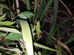 Austrosalomona destructor