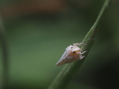 Insecta