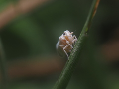 Insecta