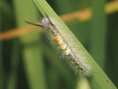 Lepidoptera