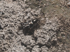 Orthoptera