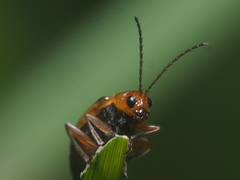 Coleoptera