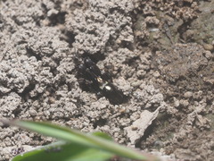 Orthoptera