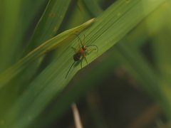 Braconidae