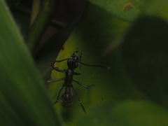 Formicidae