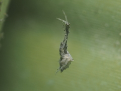 Uloborus