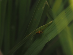 Braconidae