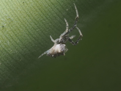 Uloborus