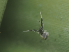Uloborus