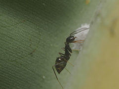 Formicidae