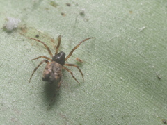Dipoenura