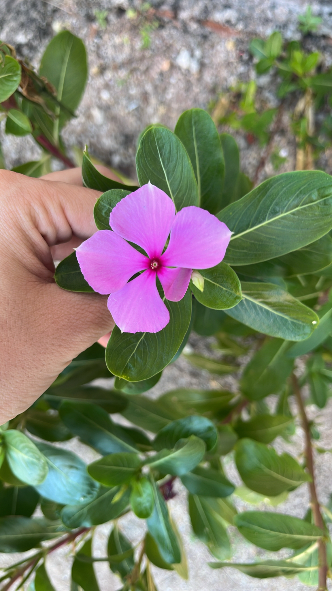 Catharanthus roseus