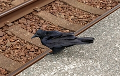 Corvus macrorhynchos