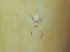 Argiope