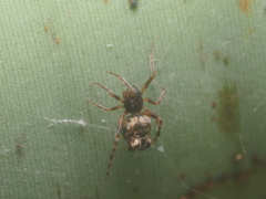 Dipoenura