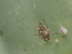 Dipoenura
