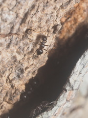 Formicidae