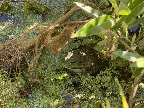 iNaturalist observation photo of American Bullfrog