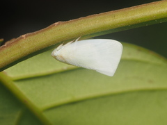 Flatidae