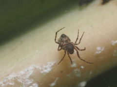 Dipoenura