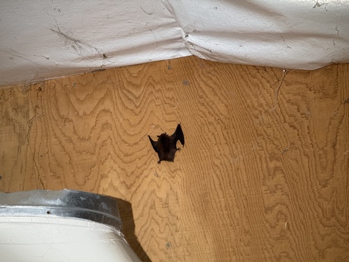 iNaturalist observation photo of Evening Bats