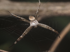 Argiope