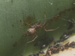 Dipoenura