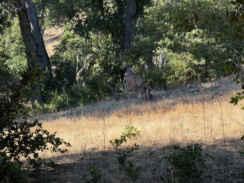 iNaturalist observation photo of Mule Deer