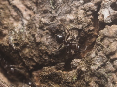 Formicidae