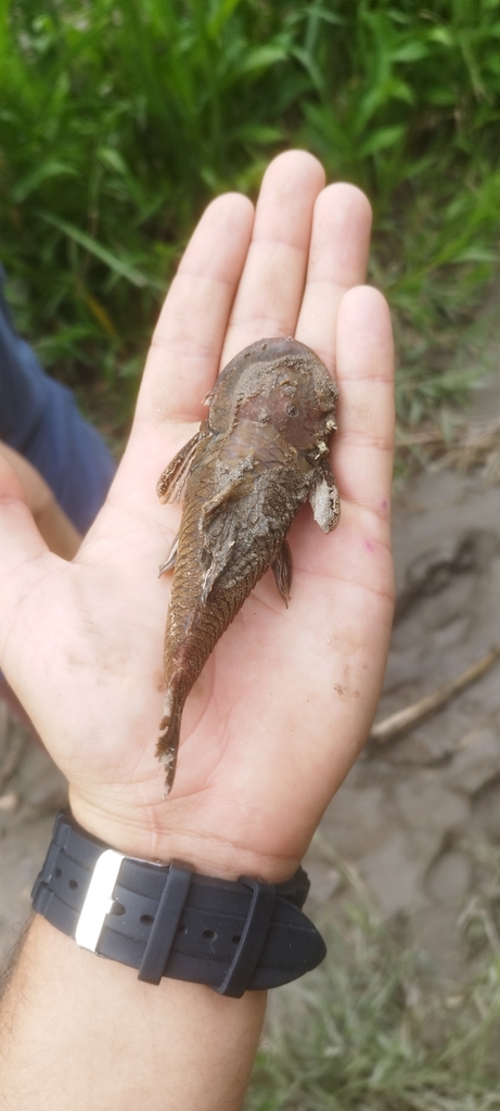 Magdalena rubbernose (Chaetostoma anomalum) — Loricariidae