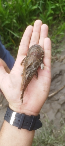 Magdalena rubbernose (Chaetostoma anomalum) — Loricariidae