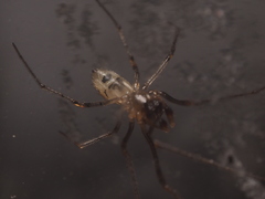 Platnickina