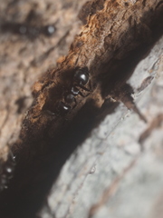 Formicidae