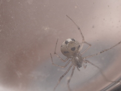 Platnickina