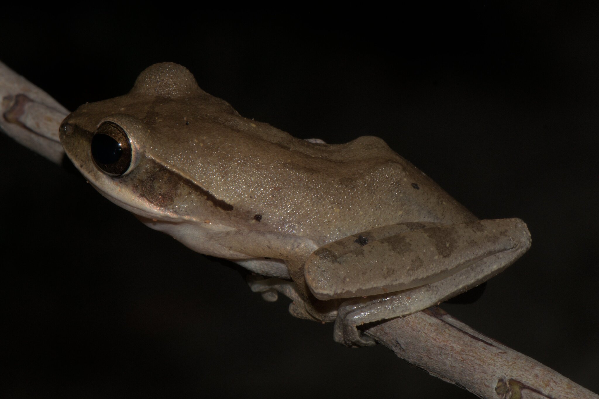 Big-Headed Whipping Frog