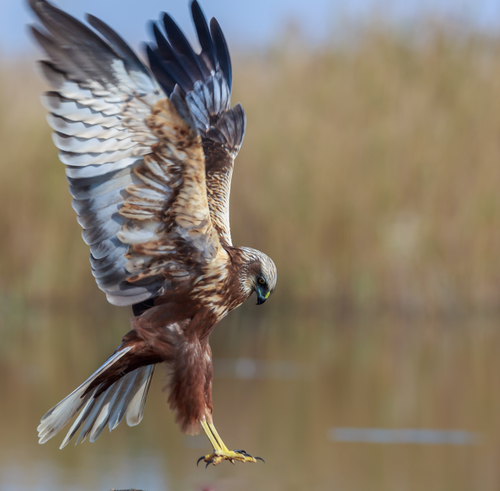 Foto de Western Marsh Harrier